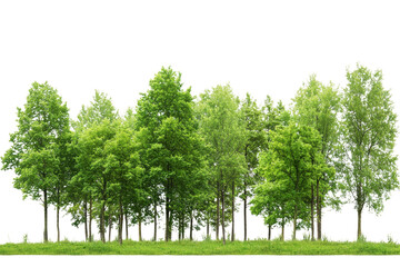 Lush green trees line the edge of a peaceful landscape, symbolizing nature, tranquility, and environmental beauty