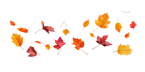 Colorful autumn leaves falling in vibrant shades of red, orange, and yellow against a black background