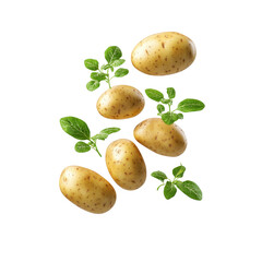 Fresh potatoes with green shoots on a black background. Healthy food, agriculture, and organic farming concept