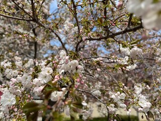 桜