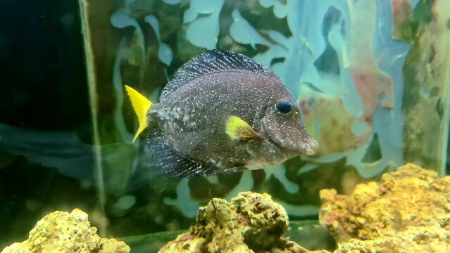 Sick fish with white spots - Ichthyophthirius multifiliis aka ick or ikh