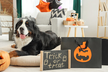 Cute Bernese mountain dog with Halloween decorations, shopping bags and chalkboard lying at home