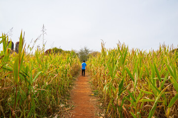During Halloween, it is traditional activity that families will visit a maze or corn field. Beside playing hide and seeks, family can pick some grown corn. A man is searching for his kids in the maze