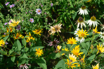 Obraz premium somewhat faded flowers in a late summer garden
