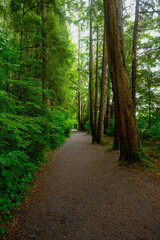 Trails Near Sitka Alaska
