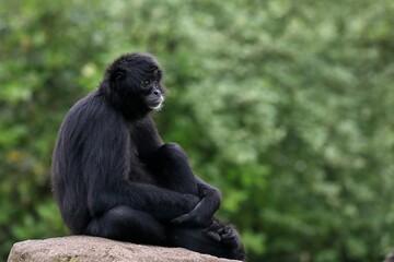 岩の上に座ったクロクモザル