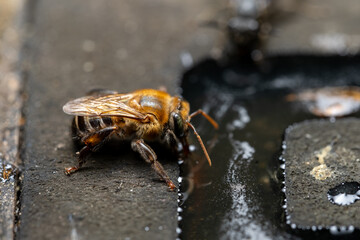macro of a native bee