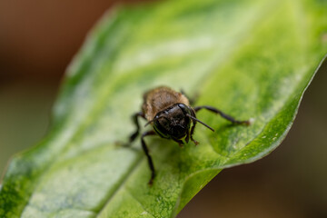macro of a native bee