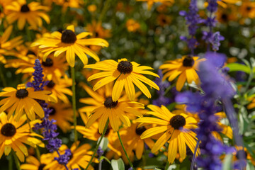 rudbeckia hirta in summertime