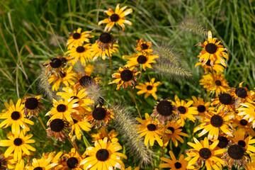 ornamental grass seed heads and rather fading rudbeckia hirta flowers in a summer garden