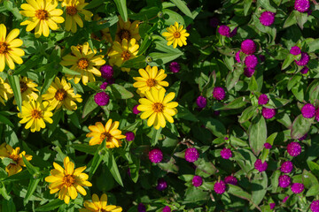 yellow flowers and violet globe amaranth blossoms viewed from above 