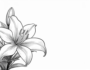 White Lily Flower Illustration Closeup