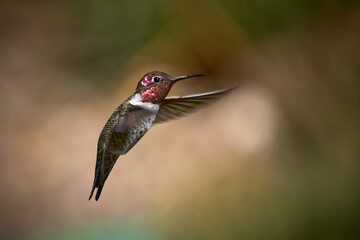 Anna's hummingbird in midflight