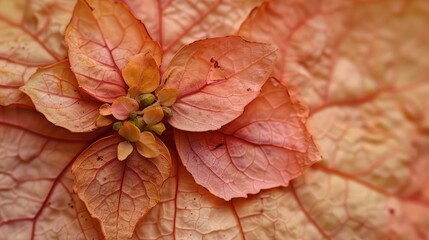 Close-up photography of unique leaf textures and flowers.