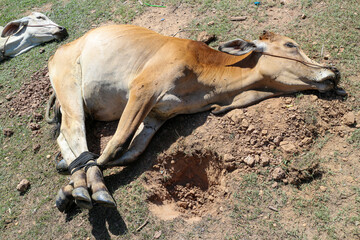 A brown cow is tied up in a field with its legs bound together with a rope. The cow is lying on the ground and there is a hole dug next to it. Cow Tied Up in the Field Background.