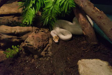White python with colored head