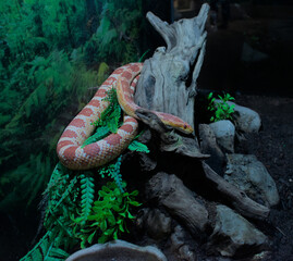 Corn snake on a piece of log