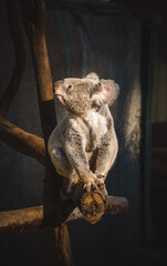 koala on tree © Julie