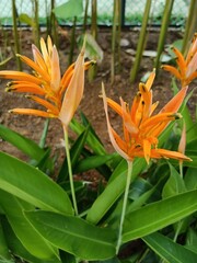 Obraz premium Strelitzia reginae, commonly known as the crane flower, bird of paradise, or isigude in Nguni, is a species of flowering plant native to the Cape Provinces and KwaZulu-Natal in South Africa. 