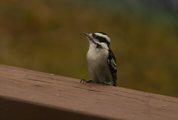 cute downy woodpecker on deck railing