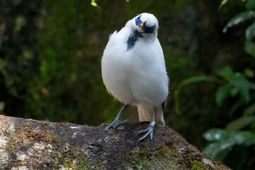 The Bali myna on a tree stump