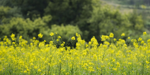 Bright yellow wildflowers blooming in lush green meadow during springtime