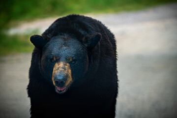 Oso Pardo