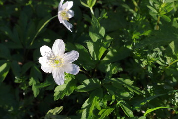 Fototapeta premium Pretty white flowers. Nature i May. Stockholm, Sweden.