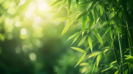 Green Bamboo Leaves in Sunlight  Natural Background