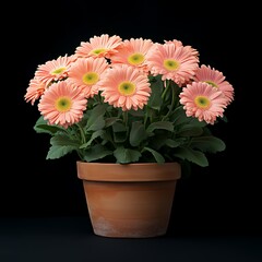 Fototapeta premium A potted plant with peach-colored daisies and green leaves isolated on a black background.