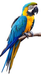 Fototapeta premium Blue-and-yellow Macaw, Yellow and Blue on White Background, Realistic Photo, Texture, Pattern Background, Wallpaper, Cover and Screen of Smartphone, PC, Laptop, 9:16 and 16:9 Format