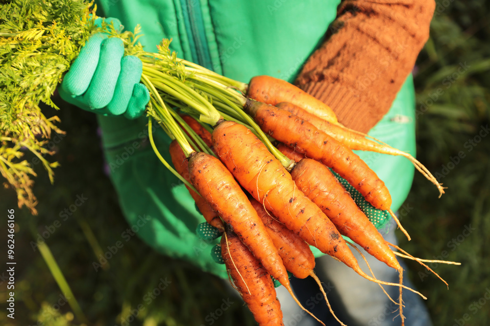 Wall mural Farmer hands in gloves holding bunch of carrot in garden on sun in sunlight close-up