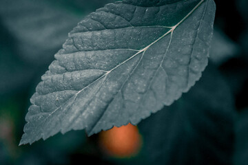leaf