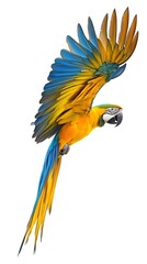 Fototapeta premium Blue and Yellow Macaw Flying White Background, Realistic Photo, Texture, Pattern Background, Wallpaper, Cover and Screen of Smartphone, PC, Laptop, 9:16 and 16:9 Format