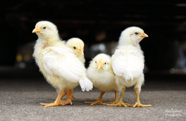 Four new chicks