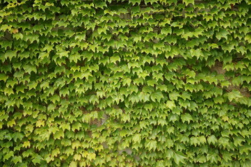 background of leaves