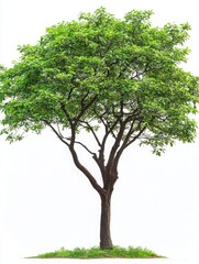 Obraz premium Hyper-Detailed Handroanthus Heptaphyllus Tree with Green Leaves Isolated on Solid White Background, Capturing Natural Botanical Beauty in Precision and Clarity