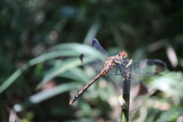 葉にとまる赤トンボ