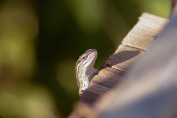 lagartija iluminada y asomada sobre una madera