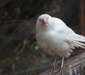 the albino raven has a pink beak and white feathers