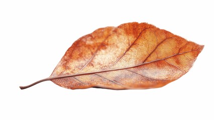 Fototapeta premium A leaf is shown on a white background