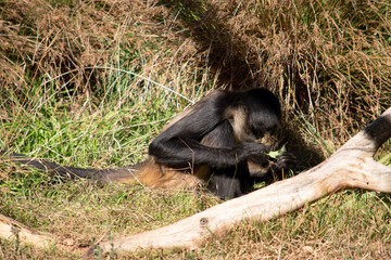 Obraz premium The black-handed spider monkey has lack or brown fur with hook-like hands and a prehensile tail.