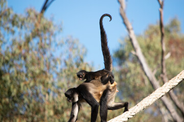 The black-handed spider monkey has lack or brown fur with hook-like hands and a prehensile tail.