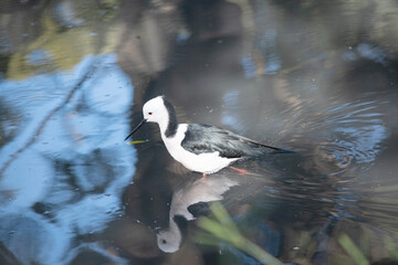 The black winged stilt is a black and white seabird with pink legs.  It has a white head with a narrow black beak white chest and black wings
