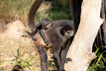 The black-handed spider monkey has black or brown fur with hook-like hands and a prehensile tail.