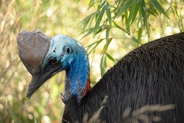 The cassowary is a large, flightless. It is covered in dense, two-quilled black feathers and has a large helmet on its head.