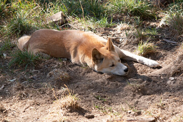 Dingos are a dog-like wolf. Dingos have a long muzzle, erect ears and strong claws.