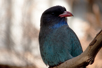 The dollar bird has mostly dark brown upperparts, washed heavily with blue-green on the back and wing coverts.