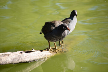 the dusky moorhen is a water bird which has all black feathers with an orange and yellow frontal shield