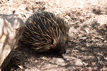 the short nosed has strong-clawed feet and spines on the upper part of a brownish body.